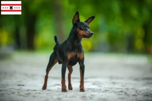 Mehr über den Artikel erfahren Zwergpinscher Züchter und Welpen in Drenthe