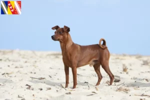 Mehr über den Artikel erfahren Zwergpinscher Züchter und Welpen in Grand Est