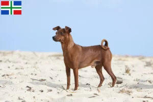 Mehr über den Artikel erfahren Zwergpinscher Züchter und Welpen in Groningen