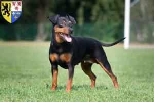 Mehr über den Artikel erfahren Zwergpinscher Züchter und Welpen in Hauts-de-France