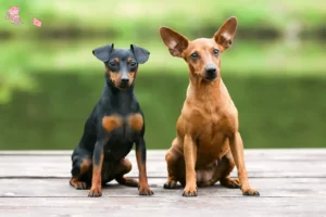 Mehr über den Artikel erfahren Zwergpinscher Züchter und Welpen in Hovedstaden