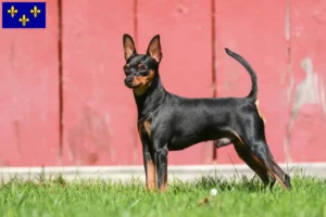 Mehr über den Artikel erfahren Zwergpinscher Züchter und Welpen in Île-de-France