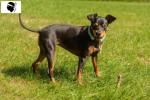 Mehr über den Artikel erfahren Zwergpinscher Züchter und Welpen auf Korsika