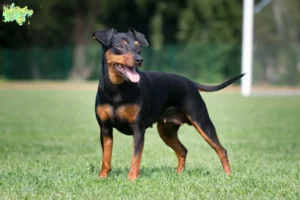 Mehr über den Artikel erfahren Zwergpinscher Züchter und Welpen in Midtjylland