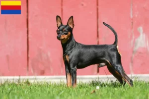 Mehr über den Artikel erfahren Zwergpinscher Züchter und Welpen in Nordholland