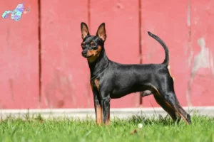 Mehr über den Artikel erfahren Zwergpinscher Züchter und Welpen in Nordjylland