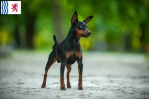 Mehr über den Artikel erfahren Zwergpinscher Züchter und Welpen in Nouvelle-Aquitaine