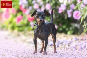 Mehr über den Artikel erfahren Zwergpinscher Züchter und Welpen in Okzitanien