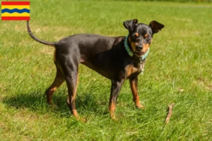 Mehr über den Artikel erfahren Zwergpinscher Züchter und Welpen in Overijssel