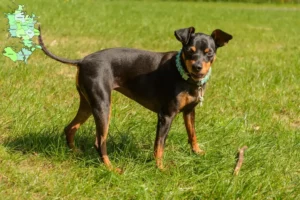 Mehr über den Artikel erfahren Zwergpinscher Züchter und Welpen in Sjælland