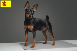 Mehr über den Artikel erfahren Zwergpinscher Züchter und Welpen in Südholland