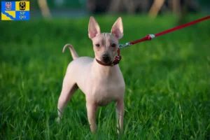 Mehr über den Artikel erfahren American Hairless Terrier Züchter und Welpen in Olmütz