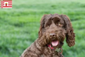 Mehr über den Artikel erfahren Australian Labradoodle Züchter und Welpen in Bremen