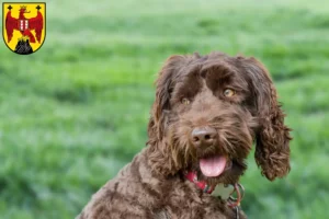 Mehr über den Artikel erfahren Australian Labradoodle Züchter und Welpen im Burgenland