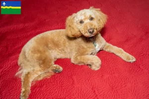 Mehr über den Artikel erfahren Australian Labradoodle Züchter und Welpen in Flevoland