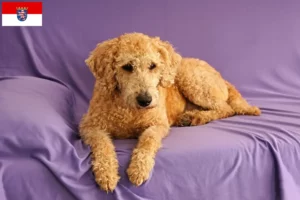 Mehr über den Artikel erfahren Australian Labradoodle Züchter und Welpen in Hessen