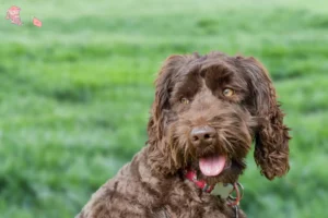 Mehr über den Artikel erfahren Australian Labradoodle Züchter und Welpen in Hovedstaden