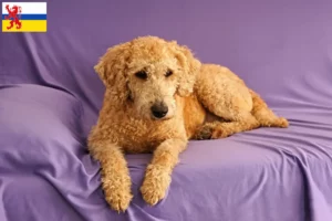 Mehr über den Artikel erfahren Australian Labradoodle Züchter und Welpen in Limburg