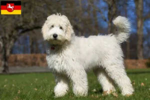 Mehr über den Artikel erfahren Australian Labradoodle Züchter und Welpen in Niedersachsen