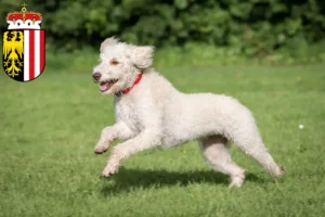 Mehr über den Artikel erfahren Australian Labradoodle Züchter und Welpen in Oberösterreich