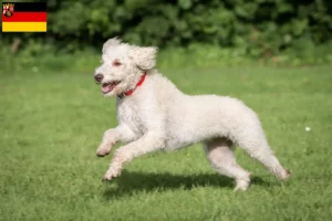 Mehr über den Artikel erfahren Australian Labradoodle Züchter und Welpen in Rheinland-Pfalz