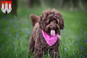 Mehr über den Artikel erfahren Australian Labradoodle Züchter und Welpen in Salzburg