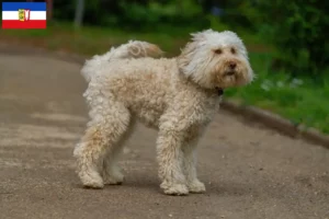 Mehr über den Artikel erfahren Australian Labradoodle Züchter und Welpen in Schleswig-Holstein