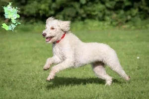 Mehr über den Artikel erfahren Australian Labradoodle Züchter und Welpen in Sjælland