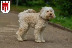 Mehr über den Artikel erfahren Australian Labradoodle Züchter und Welpen in Vorarlberg