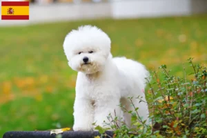 Mehr über den Artikel erfahren Bichon Frisé Züchter und Welpen in Spanien