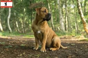 Mehr über den Artikel erfahren Boerboel Züchter und Welpen in Berlin