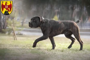 Mehr über den Artikel erfahren Boerboel Züchter und Welpen im Burgenland