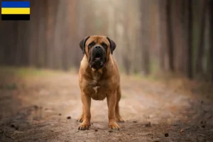 Mehr über den Artikel erfahren Boerboel Züchter und Welpen in Gelderland