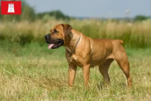 Mehr über den Artikel erfahren Boerboel Züchter und Welpen in Hamburg