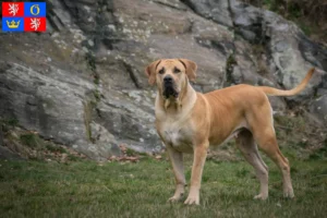 Mehr über den Artikel erfahren Boerboel Züchter und Welpen in Hradec Králové