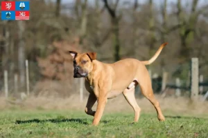 Mehr über den Artikel erfahren Boerboel Züchter und Welpen in Karlsbad