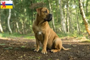 Mehr über den Artikel erfahren Boerboel Züchter und Welpen in Limburg