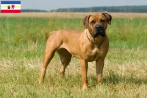 Mehr über den Artikel erfahren Boerboel Züchter und Welpen in Mecklenburg-Vorpommern