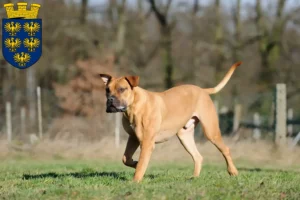 Mehr über den Artikel erfahren Boerboel Züchter und Welpen in Niederösterreich