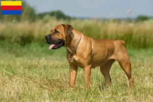 Mehr über den Artikel erfahren Boerboel Züchter und Welpen in Nordholland