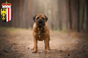 Mehr über den Artikel erfahren Boerboel Züchter und Welpen in Oberösterreich