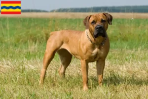 Mehr über den Artikel erfahren Boerboel Züchter und Welpen in Overijssel