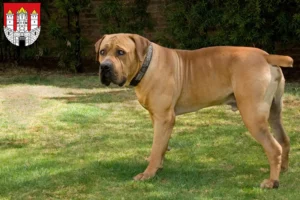 Mehr über den Artikel erfahren Boerboel Züchter und Welpen in Salzburg