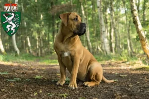 Mehr über den Artikel erfahren Boerboel Züchter und Welpen in der Steiermark