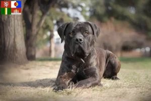 Mehr über den Artikel erfahren Boerboel Züchter und Welpen in Südböhmen