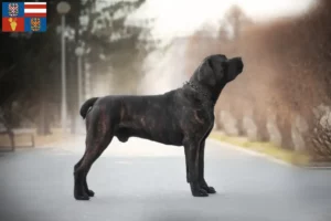 Mehr über den Artikel erfahren Boerboel Züchter und Welpen in Südmähren