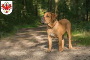 Mehr über den Artikel erfahren Boerboel Züchter und Welpen in Tirol