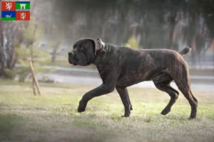 Mehr über den Artikel erfahren Boerboel Züchter und Welpen in Ústí