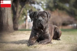 Mehr über den Artikel erfahren Boerboel Züchter und Welpen in Utrecht