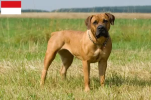 Mehr über den Artikel erfahren Boerboel Züchter und Welpen in Wien